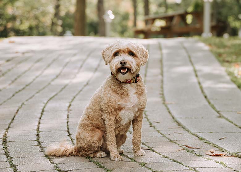 Ginny, chienne de thérapie